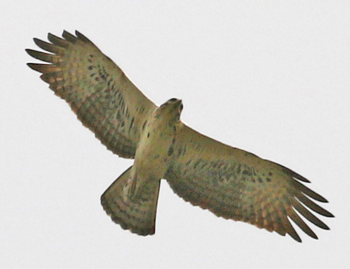 image Ayres's Hawk-Eagle
